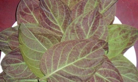 Lá mơ lông - Dược thảo trị viêm đại tràng mạn tính