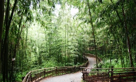 Đắm mình trong rừng tre xanh biếc ở xứ kim chi 