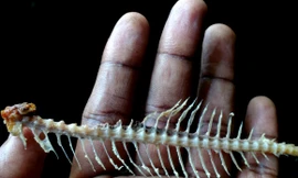 Nuốt chửng xương cá khi Việt Nam ghi bàn vào lưới Syria