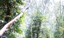 Toàn bộ rừng U Minh hạ dự báo cháy nguy hiểm