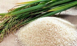 Bột gạo nếp hỗ trợ trị bệnh đường ruột