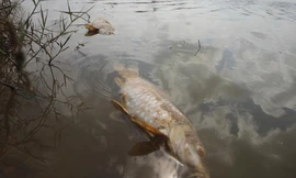 Cá chết bất thường trên sông Bàn Thạch