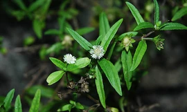  Cây nhọ nồi và 10 bài thuốc chữa bệnh 