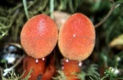 Tỏa dương - Thuốc bổ ngày xuân