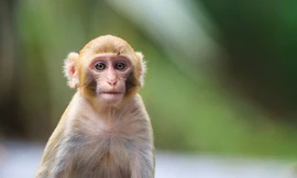 Hi hữu: Cô gái bị khỉ nuôi nhà hàng xóm cắn nát tay