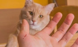 Bị mèo cào xước tay có nên chích ngừa dại?