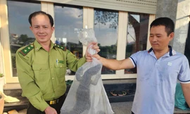 Người dân phát hiện kỳ đà hoa quý hiếm nặng 3,5kg ở bờ kênh Tham Lương 