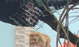 Khỉ đuôi dài quý hiếm thường xuyên 'đại náo' khu dân cư ở TPHCM 