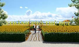 Bờ đông sông Sài Gòn sẽ rực rỡ sắc hoa hướng dương vào Tết Dương lịch 2024