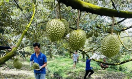 Nếu vi phạm nhiều lần, sầu riêng sẽ bị Trung Quốc 'tuýt còi'