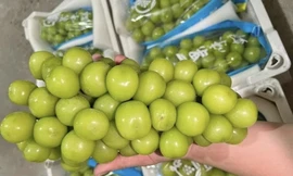 Nho sữa Trung Quốc bị phát hiện có chất cấm ở Thái, Việt Nam kiểm soát ra sao?