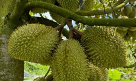 Xô đổ kỷ lục của cả năm ngoái, 'trái cây vua' băng băng trên đỉnh lịch sử