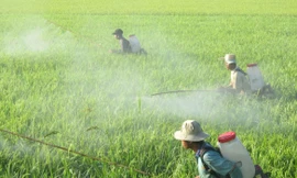 Trước khi phun thuốc trừ sâu, nông dân phải tự hỏi: Có nhất thiết dùng không