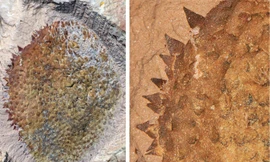 Quái vật 514 triệu tuổi 'hiện hình' nguyên vẹn ở Trung Quốc