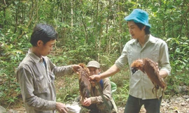 Nghiệt ngã kiếp phu trầm - Kỳ 7: Sống nơi rừng thẳm