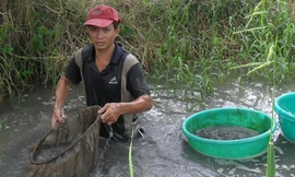 'Ngậm ngùi' theo trùn chỉ