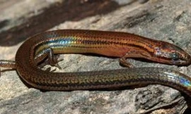 Phát hiện loài thằn lằn mới có lớp da cầu vồng