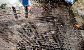 Phát hiện trăn dài 3 mét trong bụi cây ven kênh