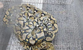 Phát hiện trăn gấm dài 2 mét bò vào sảnh trường học ở TPHCM 