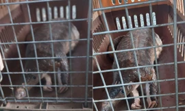 Đi tập thể dục, hai kỹ sư nhặt được tê tê Java quý hiếm nặng 4kg