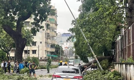 Mưa giông, cây gãy đổ đè ô tô ở TPHCM