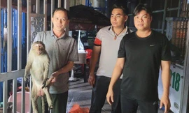 Sau tiếng nổ lớn, phát hiện khỉ quý hiếm bất tỉnh vắt người trên trụ điện 