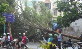 Cây xanh bật gốc quật ngã cột điện trong cơn mưa dông ở TPHCM