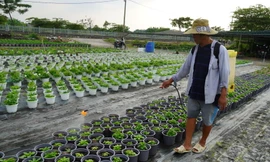 Làng hoa kiểng TPHCM tất bật chuẩn bị vụ Tết 
