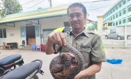 Tuần tra trong hẻm, bảo vệ dân phố phát hiện Tê tê Java quý hiếm