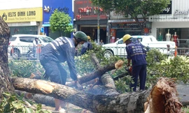 Nhánh cây rơi trúng ba người đi xe máy