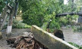 Hà Nội: Liên tiếp nhiều cây lớn gãy đổ