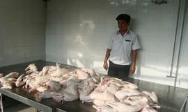 Một lượng thịt heo bệnh bị phát hiện trước khi chúng được bán đi cho một lò quay ở huyện Bình Chánh Ảnh: L.N