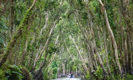 Vào rừng tràm đẹp nhất miền Tây, khám phá phim trường 'Đất phương Nam'