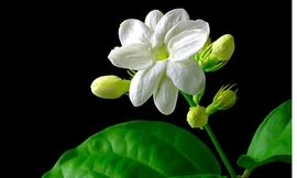 Hoa nhài chữa mất ngủ, an thần