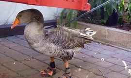 Thiết kế xăng-đan cho... ngỗng