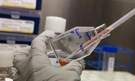 Cấy răng người từ… chuột