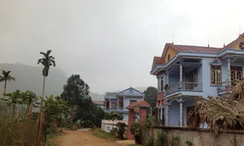 Giàu nhờ quế, nghèo vì quế