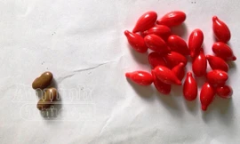 Đuổi việc y tá phát nhầm vitamin A bằng hạt đậu