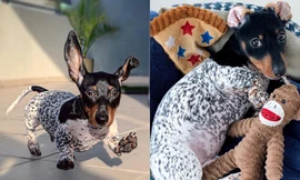 chú chó có bộ lông giống bò