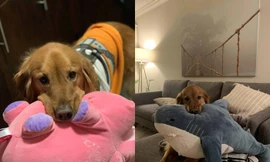 chó Golden Retriever