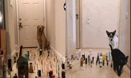 Thử thách mèo yêu