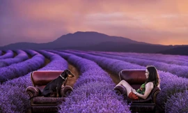 Chụp ảnh với vườn lavender