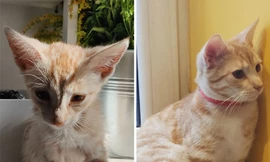 Bộ ảnh này sẽ cho bạn thấy tình yêu thương có sức mạnh vô cùng diệu kỳ