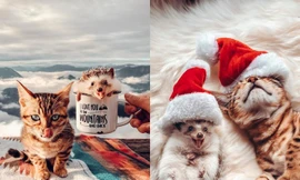 Cặp đôi nhím và mèo