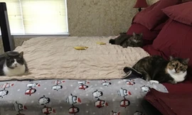 Khi “đại boss” cùng hưởng ứng lời kêu gọi “ở nhà mùa dịch“