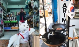 Khi mèo làm người bảo vệ tại cửa hàng