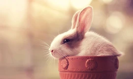 Hình ảnh dễ thương