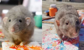 Những họa sĩ chuột nổi tiếng