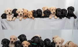 Ca đẻ ghi nhận nhiều nhất của chó Labrador