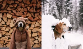 Chú chó mê đi phượt